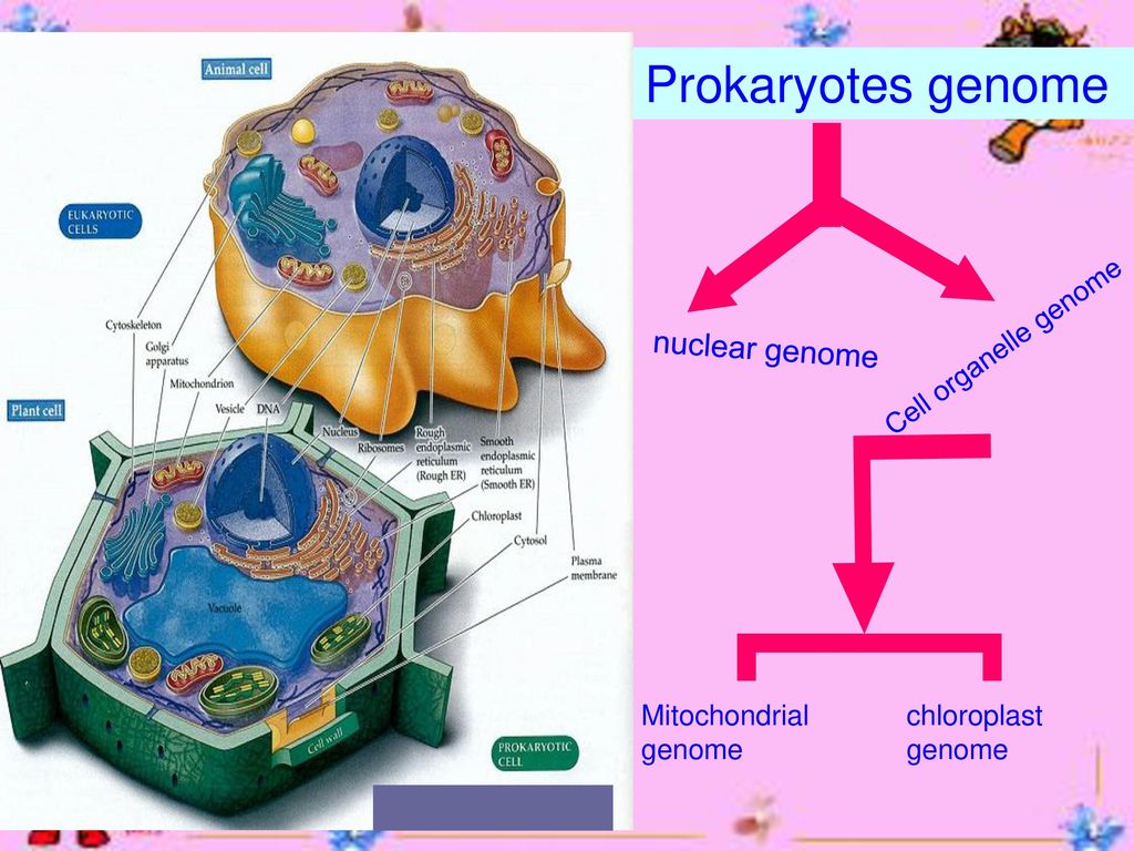 第二节 人类基因组 the human genome 许冰莹,昆明医科大学法医